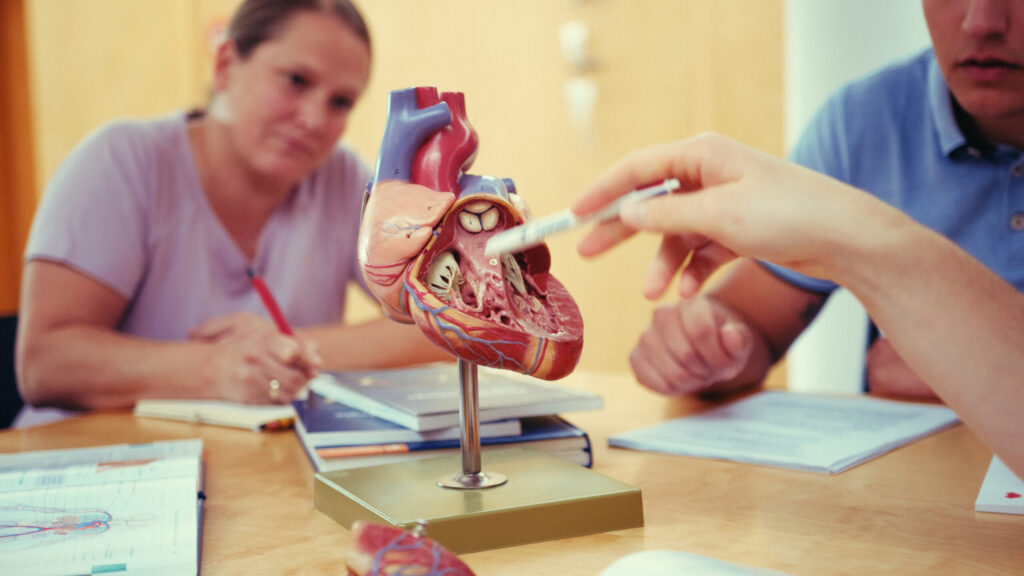 Nahaufnahme eines anatomischen Herzmodells auf einem Tisch, während Schüler im Hintergrund mit Lehrbüchern lernen.